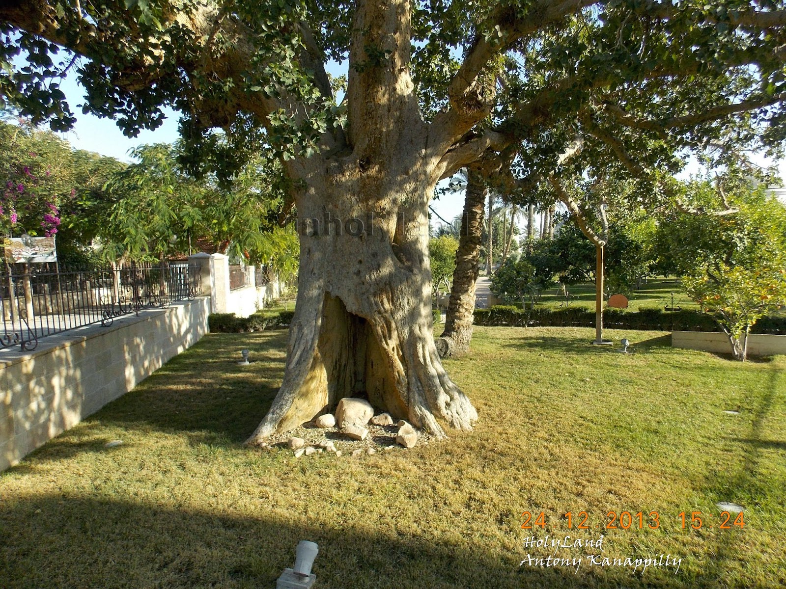 Jesus And Zacchaeus Sycamore Tree