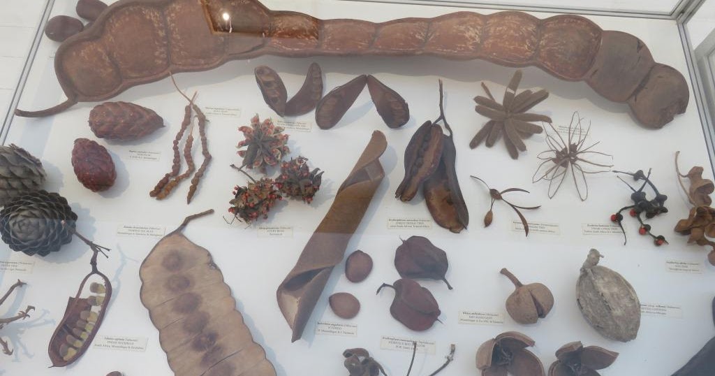 Botanical Artists Association of Southern Africa Botanical Art Worldwide Exhibition opens