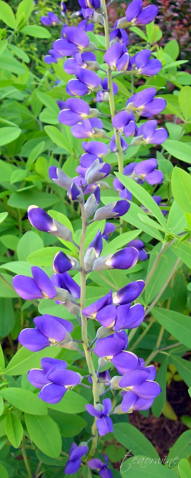 teaorwine Blue False Indigo