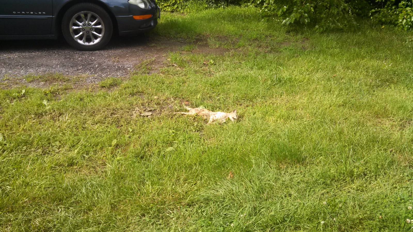 Murder Body Cat Meme Murder Body Cat Meme