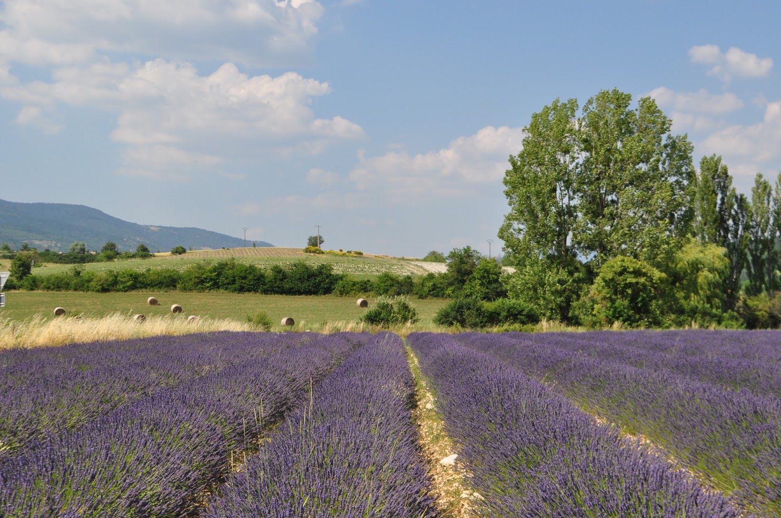 Our House in Provence, the Most Beautiful Region of France Lavender