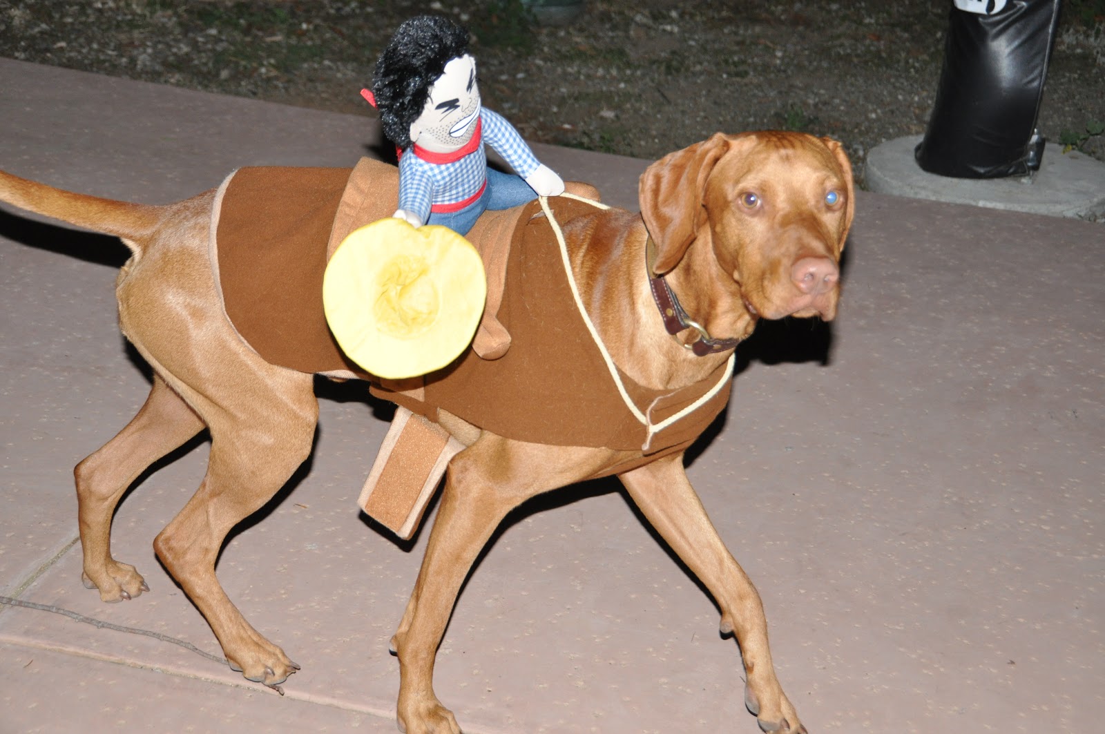 redbirddog a hungarian pointer (vizsla) blog Vizsla Halloween