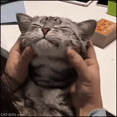 giphy%2B%25281%2529.gif