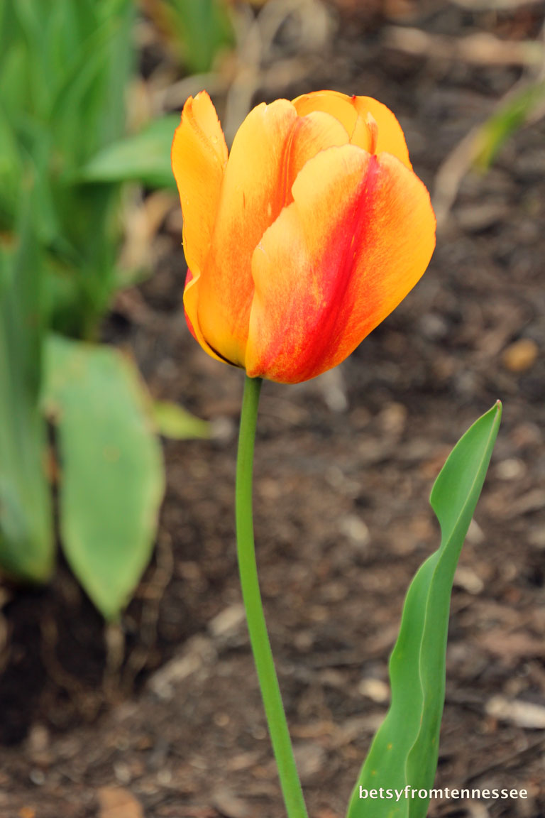 These Are Our Tulips Today >> Joyful Reflections Oh How I Love Love Love Our Tulips 2018 These Are Our Tulips Today >> Joyful Reflections Oh How I Love Love Love Our Tulips 2018