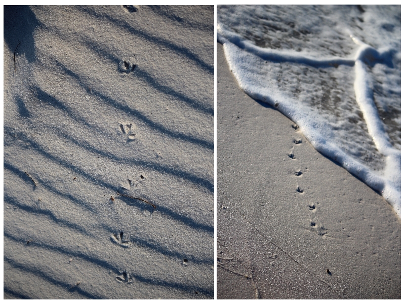 Footprints in the Sand - Taddle Creek