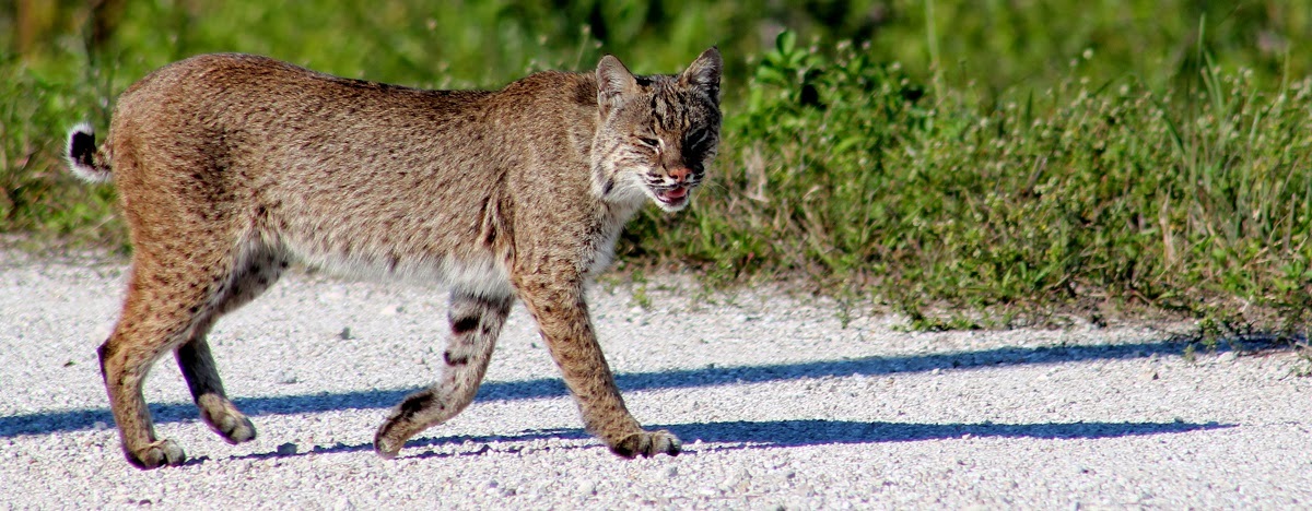 Bobcat o lince (Lynx Rufus) Bobcat o lince (Lynx Rufus)