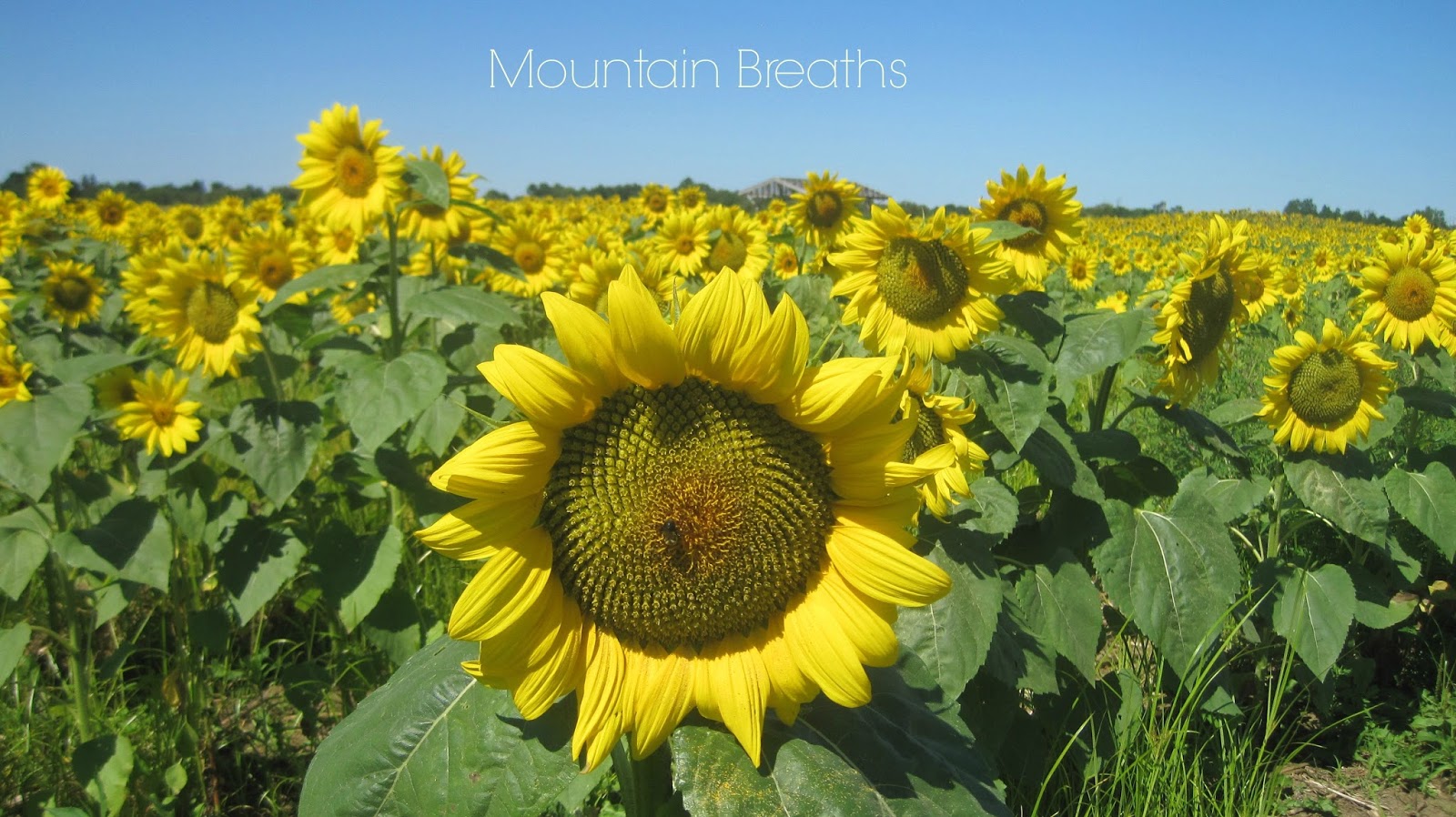 Sunflowers For The Birds Mountain Breaths