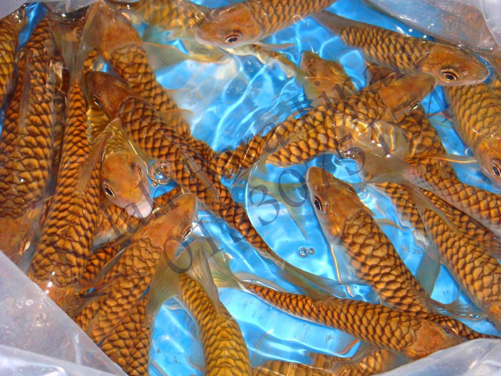 Ikan Kelah Bara Lipan Benih Ikan Kelah Bara Lipan