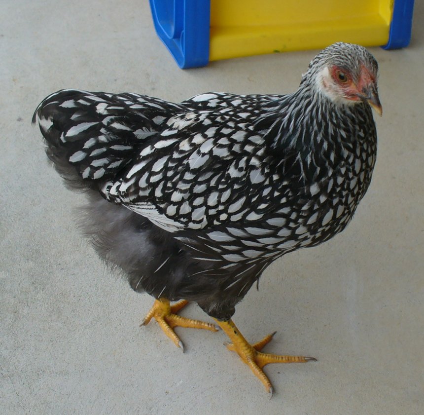 Robyns Poultry Space Silver Laced Wyandottes for Sale