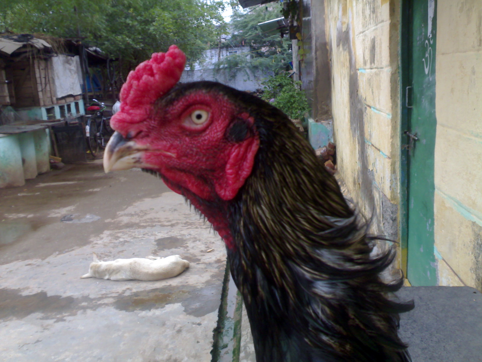 Fighting Rooster: Kagar Java