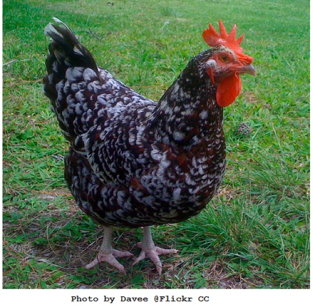 Chickens 12 of the Best Brown EggLayers Big Picture Agriculture