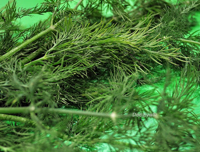 Dill (Anethum graveolens)