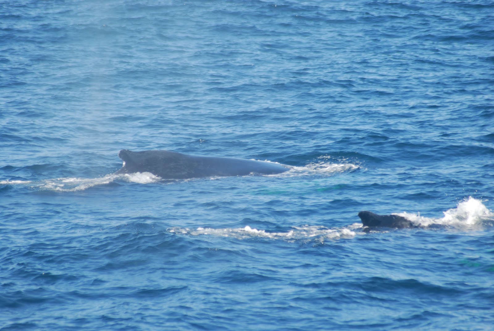 Blue Ocean Society's Whale Sightings: Price of Whales September3