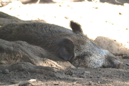 O Javali-europeu - Sus scrofa.