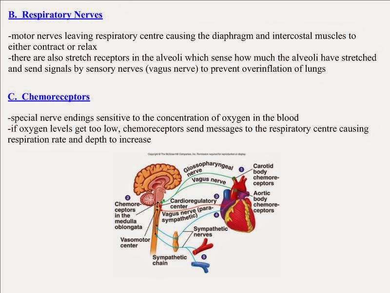 11 Biology: Nervous Control of Breathing