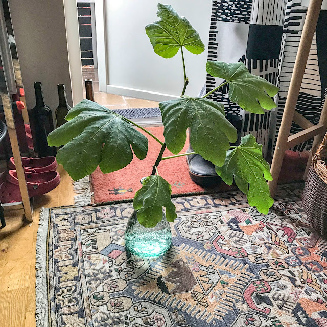 fikonträd, figtree fikonträd, figtree