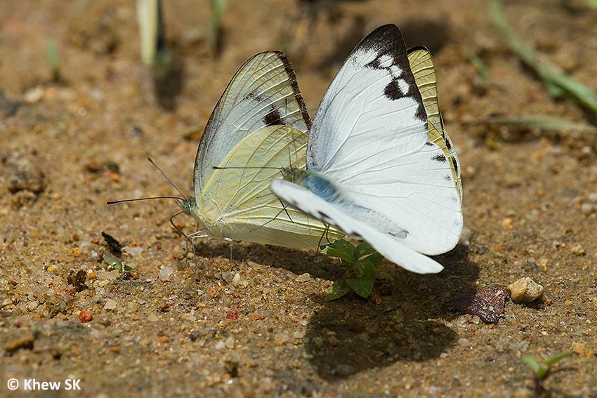 Butterflies of Singapore: Four New Discoveries!
