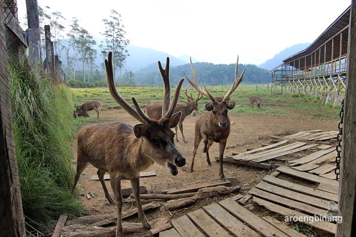 bumi perkemahan ranca upas ciwidey