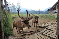 bumi perkemahan ranca upas