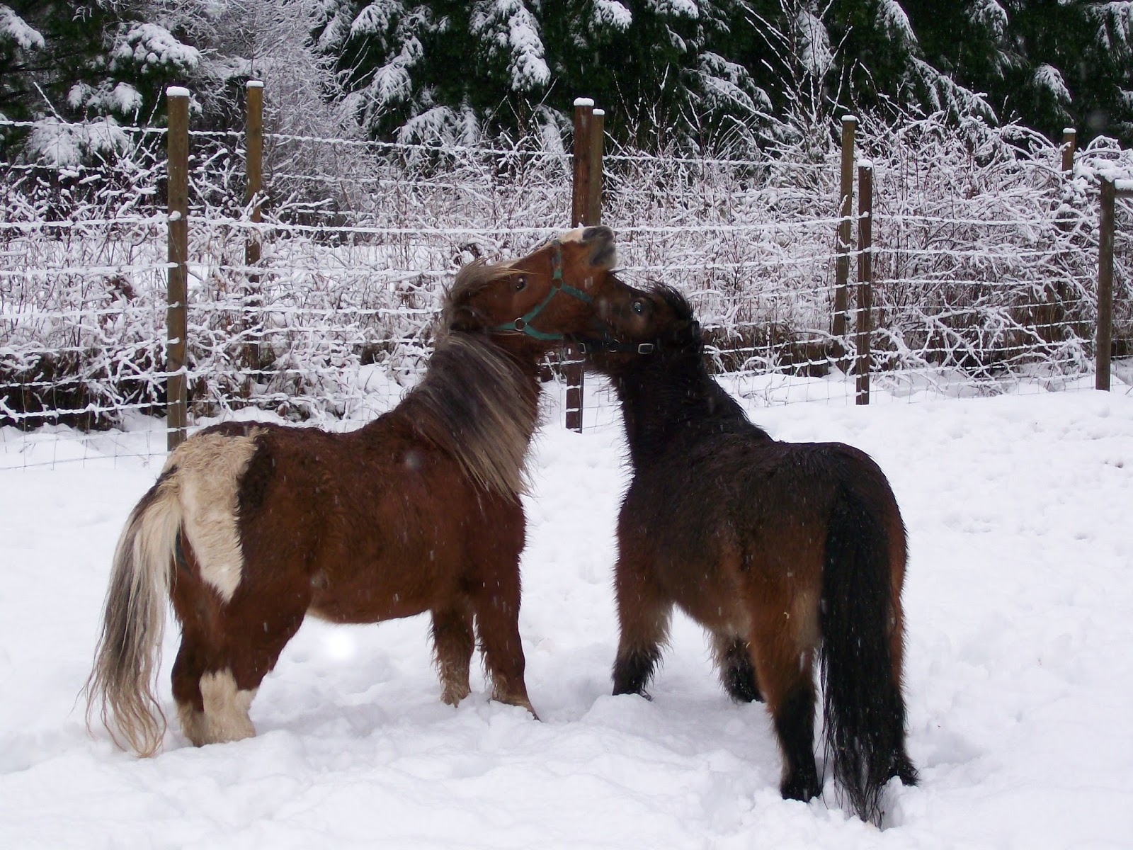 Comox Valley Miniature Horse Club New Blog