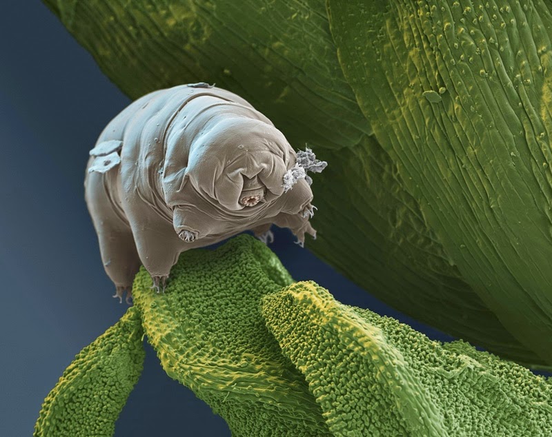 16 Terryfying Images From The Microscope - Water bear