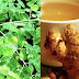 The Amazing Combination of Ginger and Moringa (Malunggay) Can Fight Several Diseases