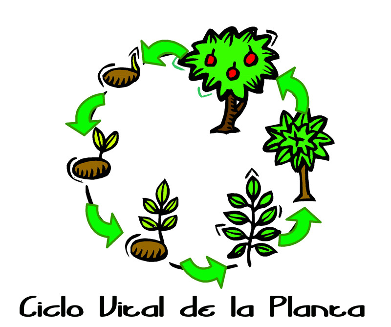Vivero Floresa El Ciclo de Vida de las Plantas Vivero Floresa El Ciclo de Vida de las Plantas