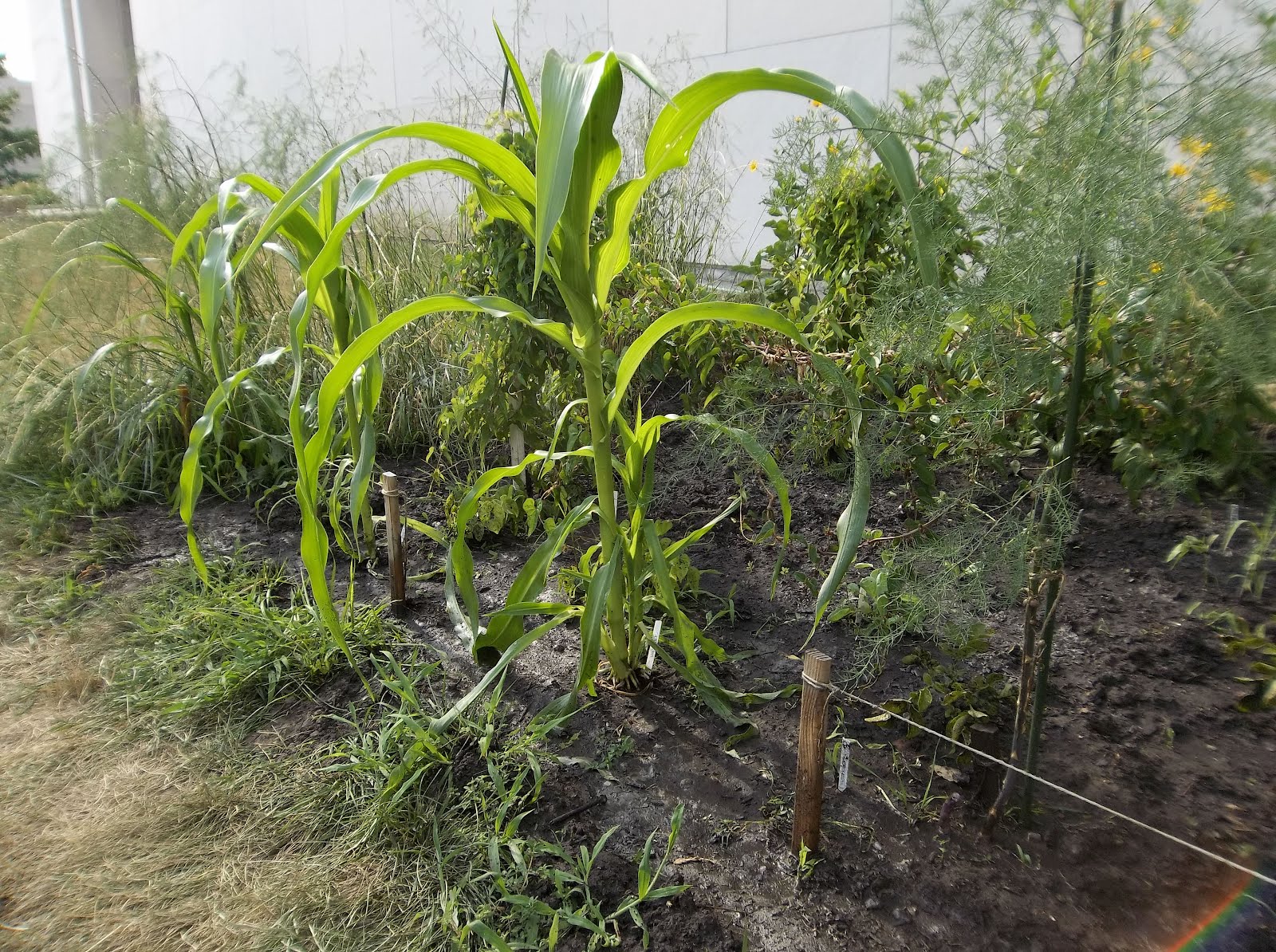 The Perennial Agriculturalist corn flower