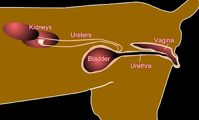 Teknik Operasi Nephrotomy & Nephrectomy pada Hewan (Bedah Urinaria)
