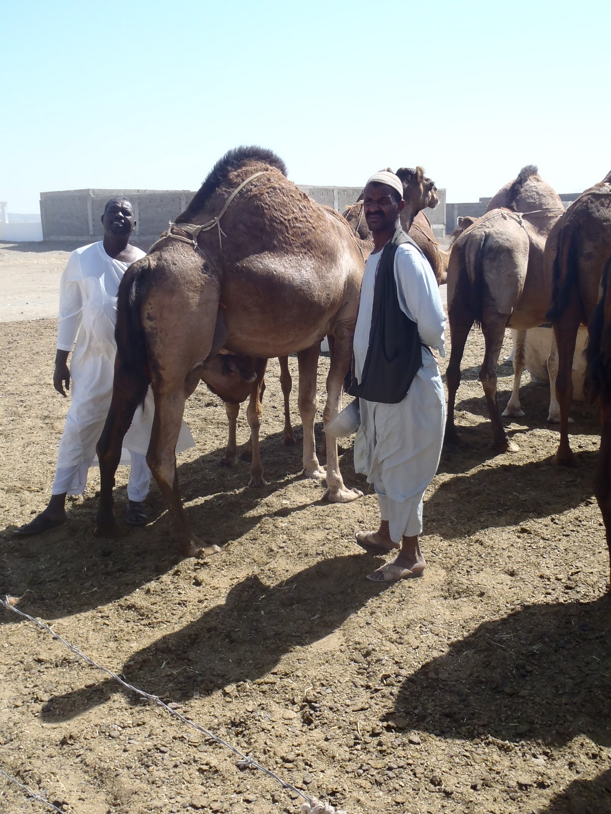 Where To Buy Camel Milk In Jeddah Buy a strong camel if you are going to use it for traveling