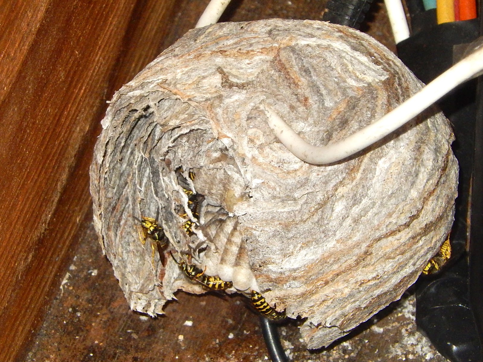 Powell River Books Blog Stirring Up a Nest