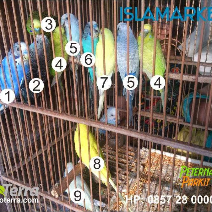 Aneka Macam Warna Burung Parkit