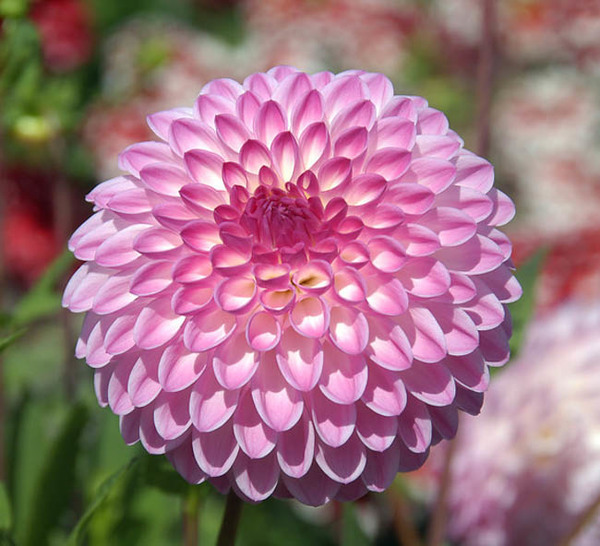 10 Most Beautiful Flowers in the World