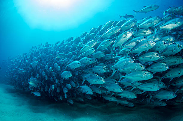 Natureza e Vida SARDINHA (SARDINOPS SAGAX)