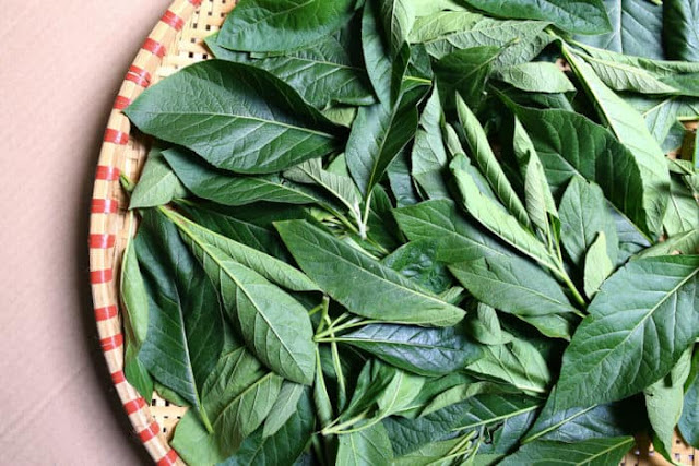 Manfaat Daun Afrika Untuk Kesehatan, Ternyata Banyak yang Tak Tahu Daun ini tumbuhan ini memang bukan orisinil dari Asia Manfaat Daun Afrika Untuk Kesehatan, Ternyata Banyak yang Tak Tahu Daun ini