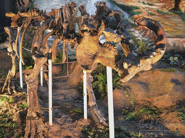fosil dinosaurus di museum sangiran foto fosil dinosaurus di museum sangiran