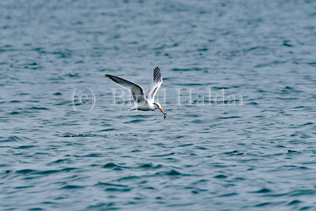 This Tern got a Fish This Tern got a Fish