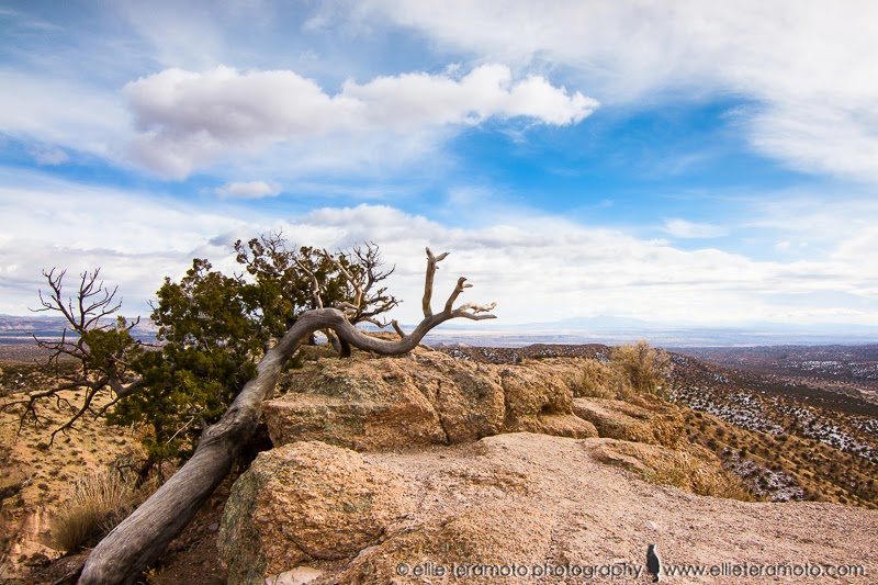 A tree branch on the top of a cliff at Kasha Katuwe Tent Rocks near Santa Fe, New Mexico.