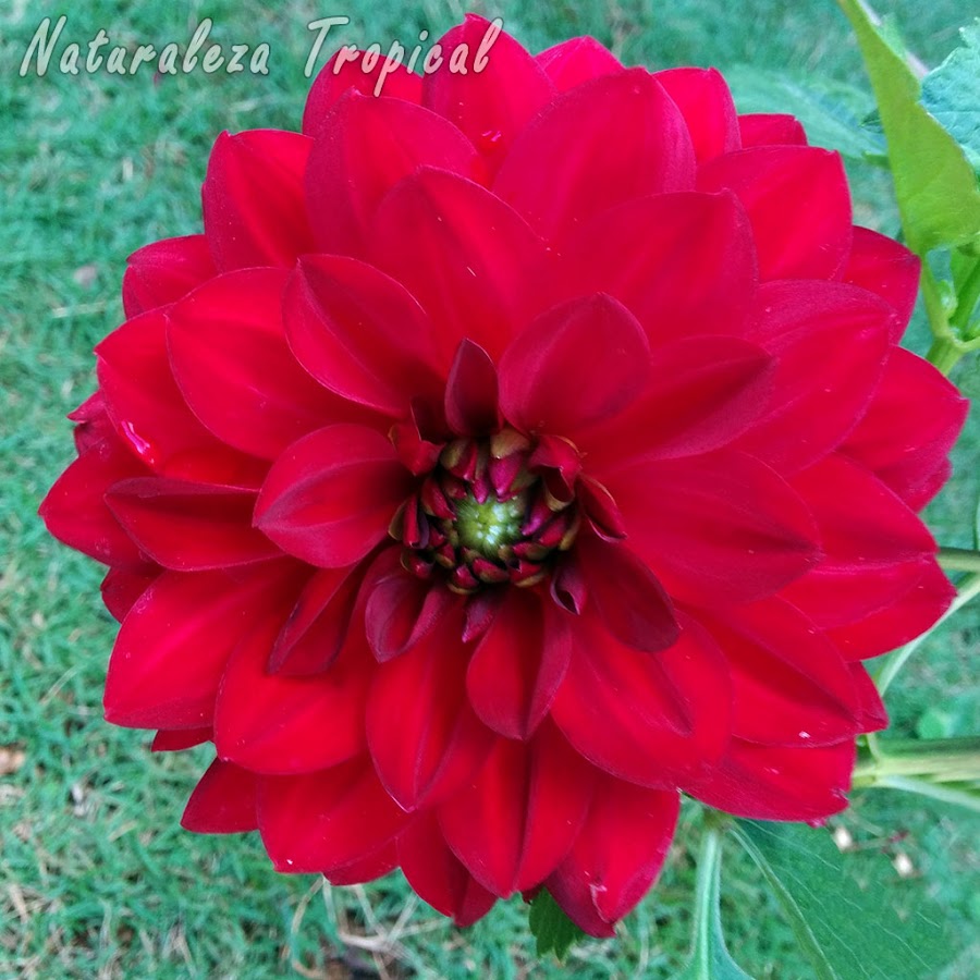 Flor característica en coloración roja de una Dalia, género Dhalia