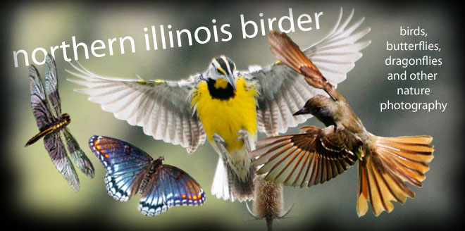 Northern Illinois Birder