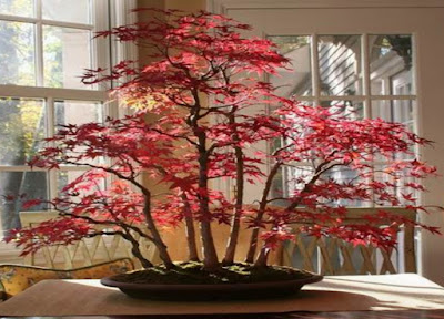 Deretan Pohon Bonsai Jepang yang mengagumkan