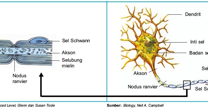 Bagian dan Fungsi Sel Saraf (Neuron) Manusia:blog info