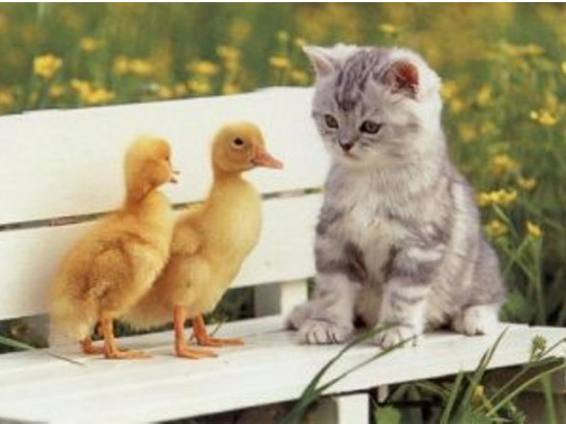 Foto-foto kucing lucu | Kucing gue