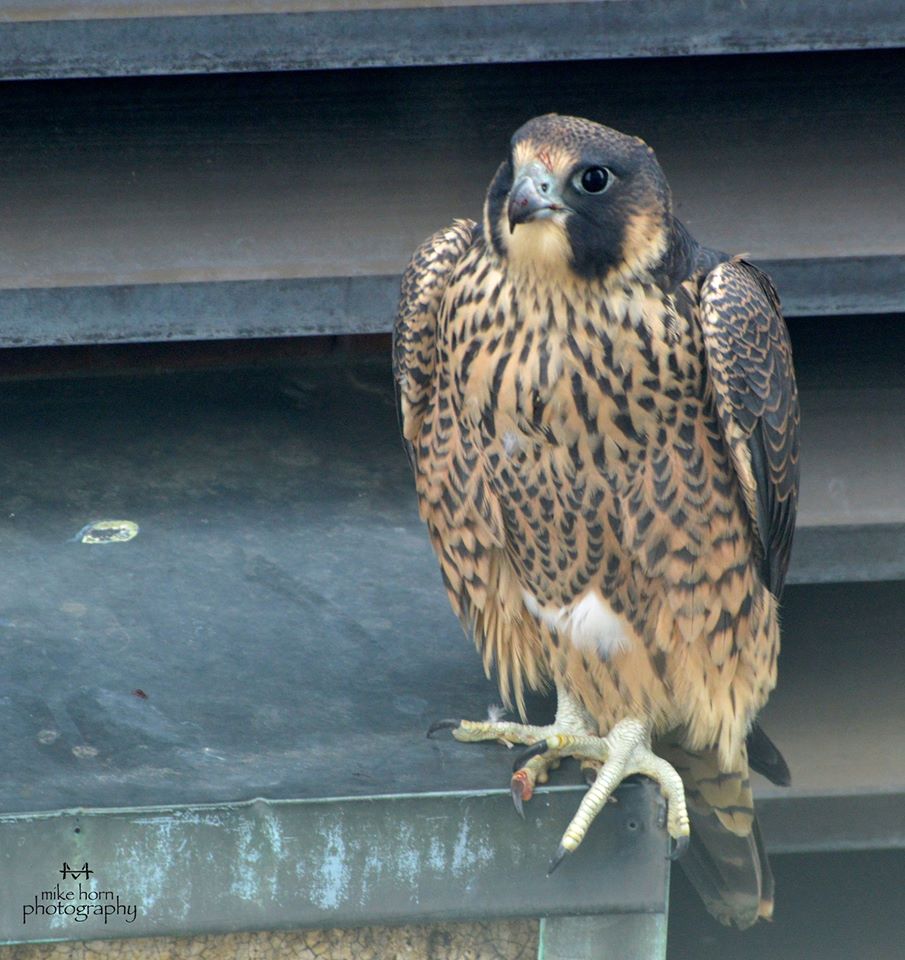 columbus peregrine falcon update june 2016 columbus peregrine falcon update june 2016