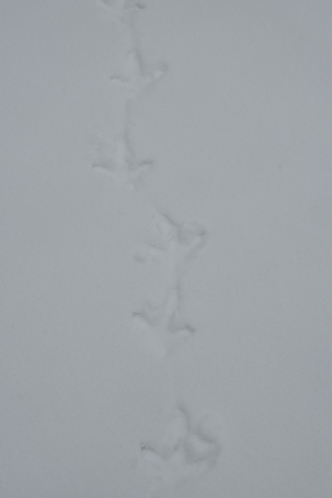 Norsk Zoologisk Forening Sorlandsavdelingen Besok Pa Orreleiken 24 Februar 2018