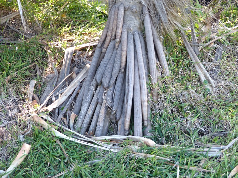 Faaxaal Photos nature gratuites et libres de droits Pandanus utilis