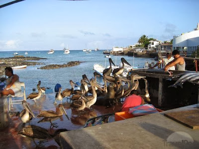 Turismo en Ecuador Islas Galápagos Puerto Ayora