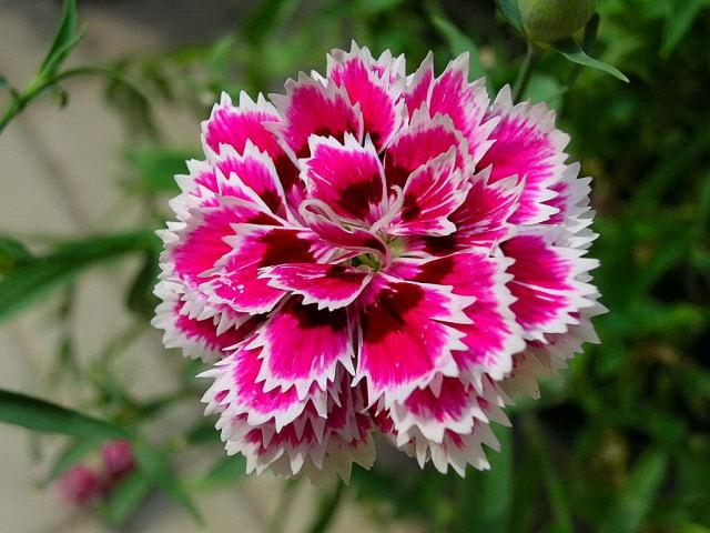 Image result for Garofano (rigato)