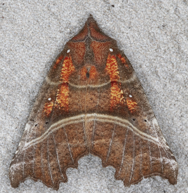 Herald, Scoliopteryx libatrix. In my garden light trap on 21 April 2018. Herald, Scoliopteryx libatrix. In my garden light trap on 21 April 2018.