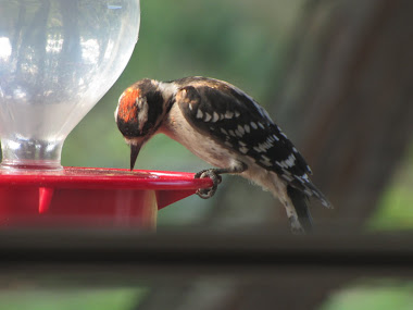 Downy Woodpecker Pretending to be a Hummingbird!